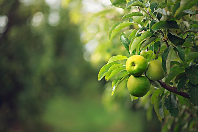 apples-02